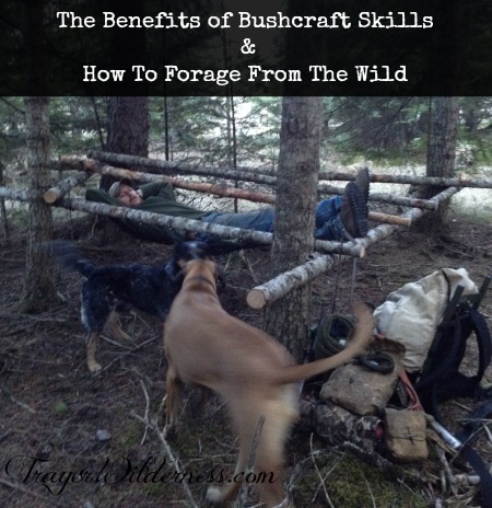 The Benefits of Bushcraft Skills and how to forage from the wild
